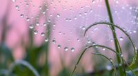 capturing dew s morning spark