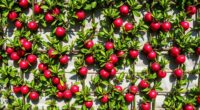 dense apple espalier walls
