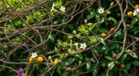 hedgerows boost beneficial insects