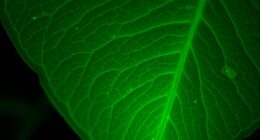 leaf surface biophoton emissions