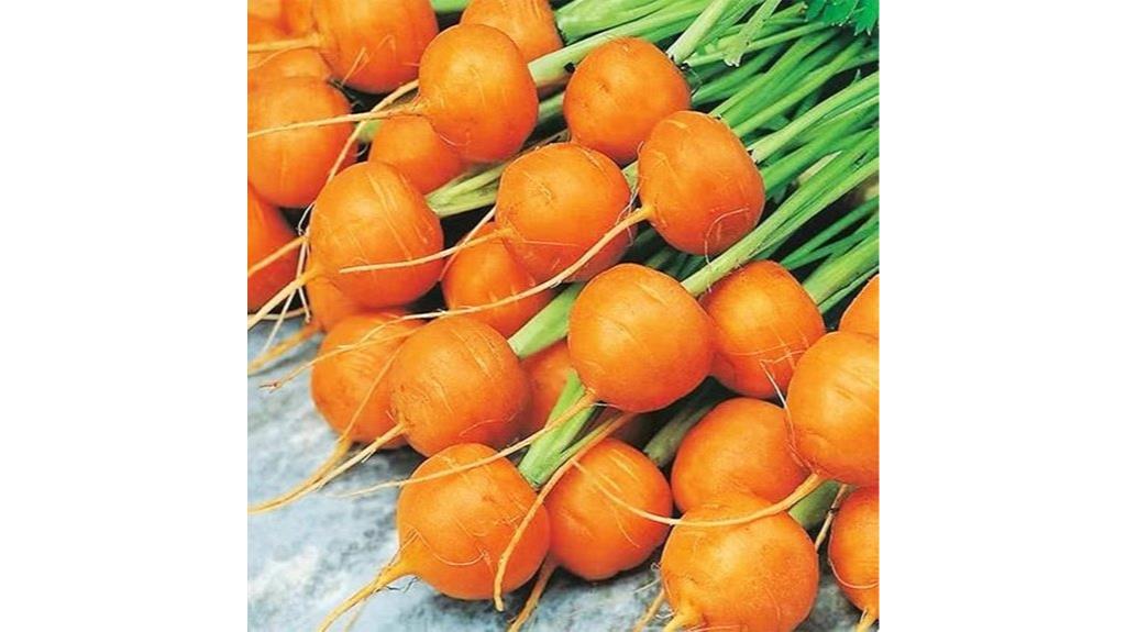 over 1000 baby carrot seeds