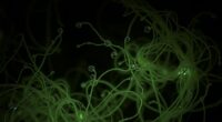 quantum connections in fungi
