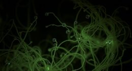 quantum connections in fungi