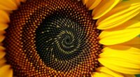 sunflower spirals sacred geometry