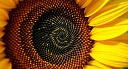 sunflower spirals sacred geometry