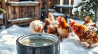 top heated chicken waterers