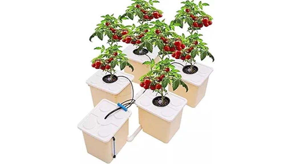 five bucket dwc system