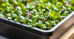 holes free microgreen growing trays