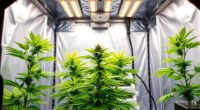 top 4x4 grow tent kits