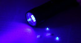 top uv pest detection flashlights