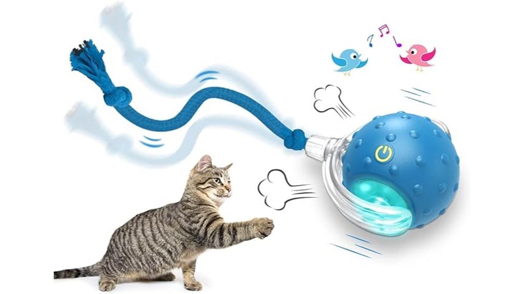 cat indoor play ball