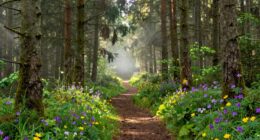 nature influences mental state