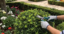 Vatican Gardens Offer A Refuge Of Marian Spirituality